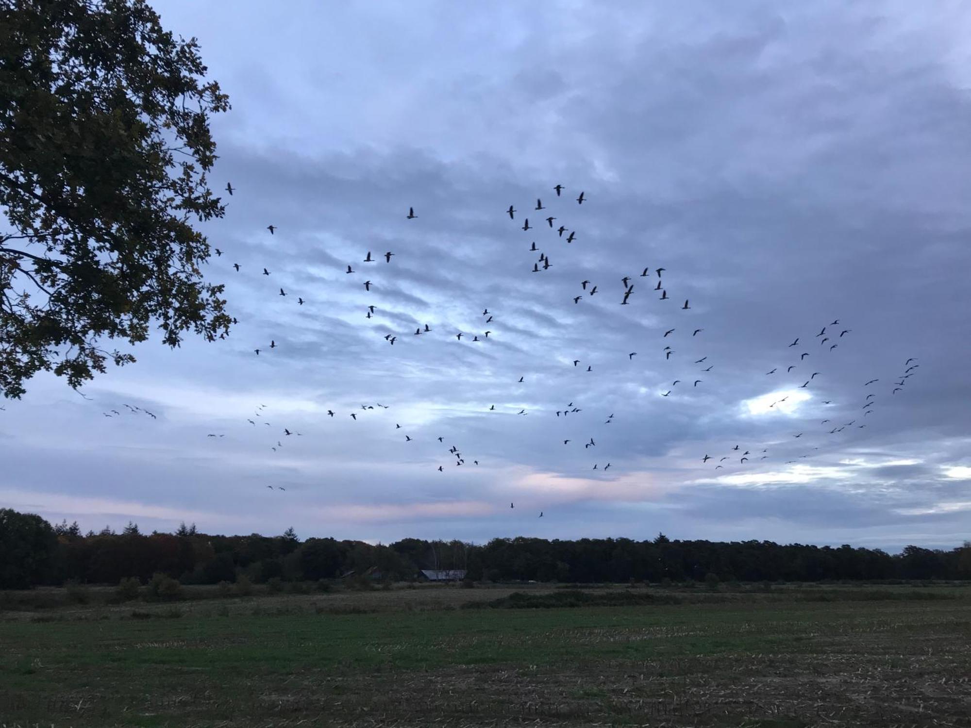Vakantiehuis Appelvink, Toplocatie In Bosrijke Omgeving Oisterwijk Exteriér fotografie